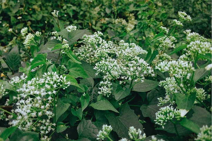 基于高光譜成像的不同花期薇甘菊特征分析及監(jiān)測模型研究